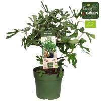 Feige (Ficus carica), Sorte: Little Miss Figgy, im 23cm Topf