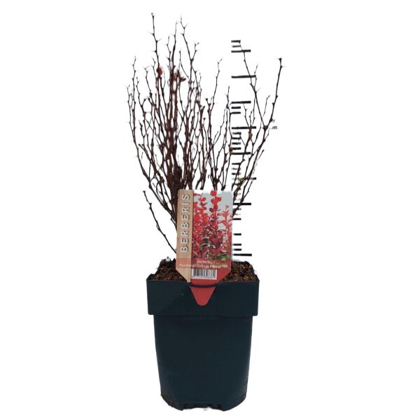 Heckenberberitze, (Berberis thunbergii), Sorte: Orange Rocket, im 17cm Topf, ca. 30cm hoch
