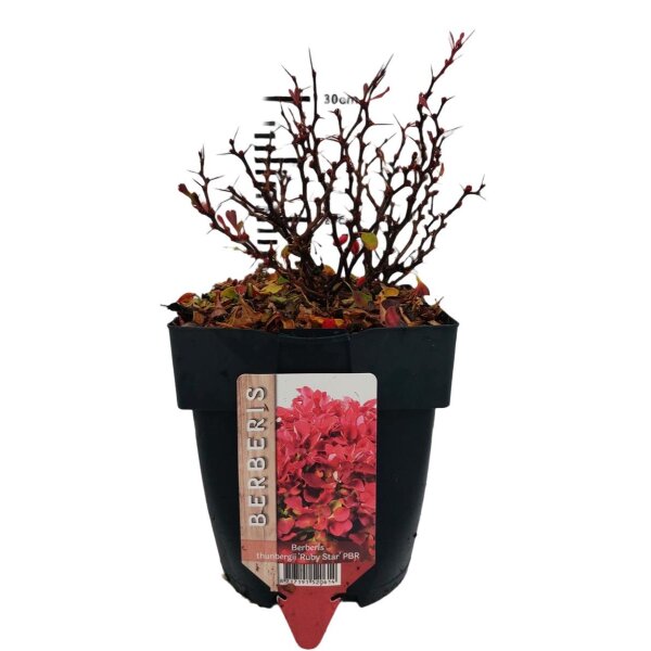 Heckenberberitze, (Berberis thunbergii), Sorte: Ruby Star, im 17cm Topf, ca. 30cm hoch