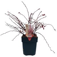 Heckenberberitze, (Berberis thunbergii), Sorte: Harlequin, im 17cm Topf, ca. 30cm hoch