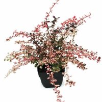 Heckenberberitze, (Berberis thunbergii), Sorte: Harlequin, im 17cm Topf, ca. 30cm hoch