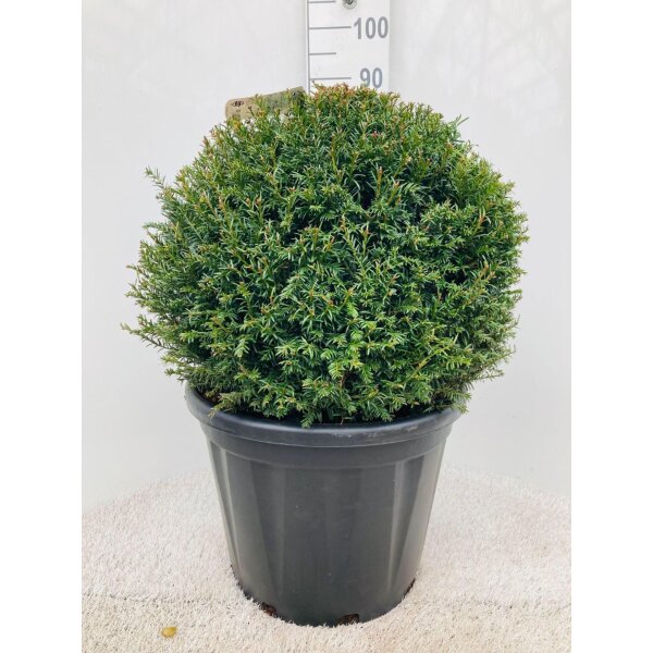 Eibe, (Taxus baccata), als Kugel, Durchmesser: ca. 30cm, im 24cm Topf
