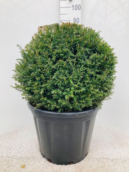 Eibe, (Taxus baccata), als Kugel, Durchmesser: ca. 35cm, im 26cm Topf