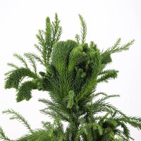 Hahnenkamm-Sicheltanne, (Cryptomeria), Sorte: Cristata,...