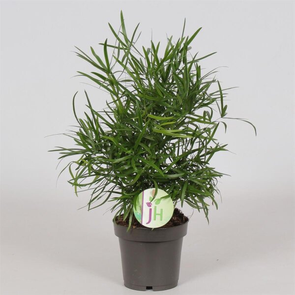 Zierspargel, (Asparagus falcatus), ca. 30cm hoch im 12cm Topf