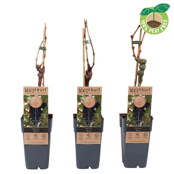 Traube (Vitis vinifera), Sorte: Venus kernlos, veredelt, im 15cm Topf, ca. 65cm hoch