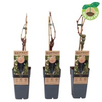 Traube (Vitis vinifera), Sorte: Venus kernlos, veredelt,...