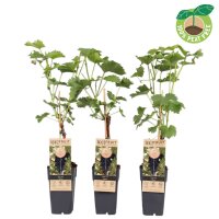 Traube (Vitis vinifera), Sorte: Venus kernlos, veredelt,...