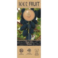 Traube (Vitis vinifera), Sorte: Venus kernlos, veredelt, im 15cm Topf, ca. 65cm hoch