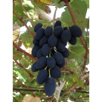 Traube (Vitis vinifera), Sorte: Venus kernlos, veredelt, im 15cm Topf, ca. 65cm hoch