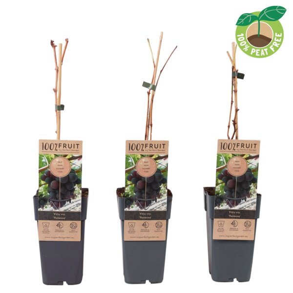 Traube (Vitis vinifera), Sorte: Vanessa kernlos, im 15cm Topf, ca. 65cm hoch