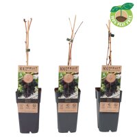 Traube (Vitis vinifera), Sorte: Vanessa kernlos, im 15cm...