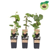 Traube (Vitis vinifera), Sorte: Vanessa kernlos, im 15cm...