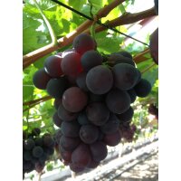 Traube (Vitis vinifera), Sorte: Vanessa kernlos, im 15cm Topf, ca. 65cm hoch
