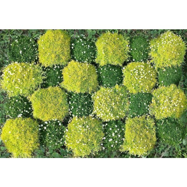 24er Sternmoosset mit 12 Pflanzen grün & 12 Pflanzen hellgrün (Sagina subulata)