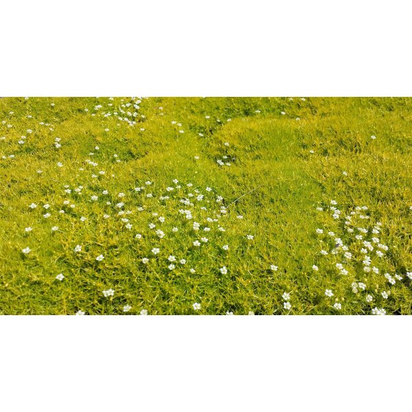 Sternmoos, hellgrün, (Sagina subulata), im 9,5cm Topf