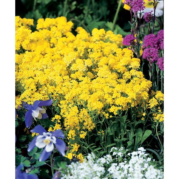 Steinkraut (Alysum saxatile), Sorte: Goldkugel, im 12cm Topf