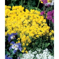 Steinkraut (Alysum saxatile), Sorte: Goldkugel, im 12cm Topf