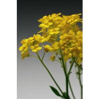 Steinkraut (Alysum saxatile), Sorte: Goldkugel, im 12cm Topf