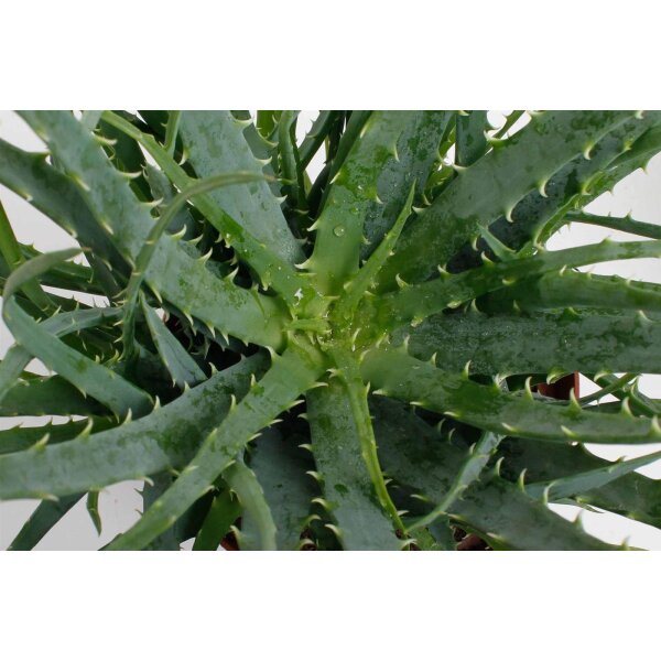 Aloe, (Aloe Arborences), im 14cm Topf, ca. 35cm hoch