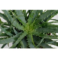 Aloe, (Aloe Arborences), im 14cm Topf, ca. 35cm hoch