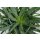 Aloe, (Aloe Arborences), im 14cm Topf, ca. 35cm hoch