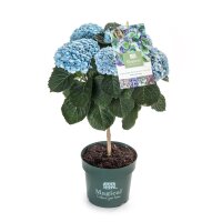 Hortensie, (Hydrangea), Hochstamm, Sorte: Magical...