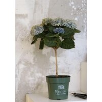 Hortensie, (Hydrangea), Hochstamm, Sorte: Magical...