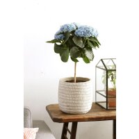 Hortensie, (Hydrangea), Hochstamm, Sorte: Magical Revolution Blau, im 14cm Topf, ca. 45cm hoch