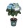 Hortensie, (Hydrangea), Hochstamm, Sorte: Magical Revolution Blau, im 14cm Topf, ca. 45cm hoch