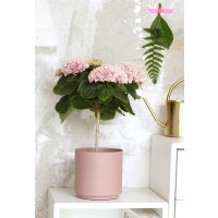 Hortensie, (Hydrangea), Hochstamm, Sorte: Magical...