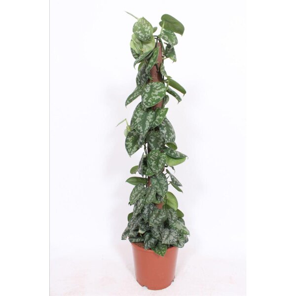 Efeutute, (Epipremnum aureum), Sorte: Trebie, ca. 150cm hoch, im 27cm Topf