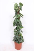 Efeutute, (Epipremnum aureum), Sorte: Trebie, ca. 150cm...