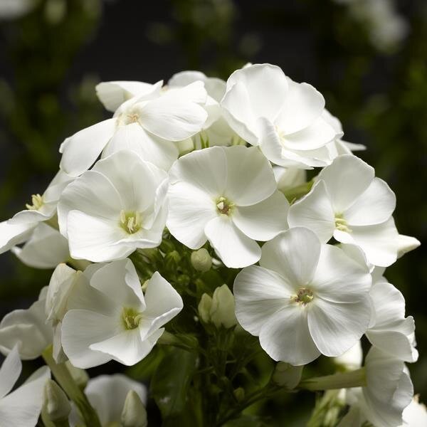 Hohe Flammenblume, (Phlox paniculata), Sorte: Sweet Summer® Compact White, im 12cm Topf