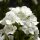 Hohe Flammenblume, (Phlox paniculata), Sorte: Sweet Summer® Compact White, im 12cm Topf