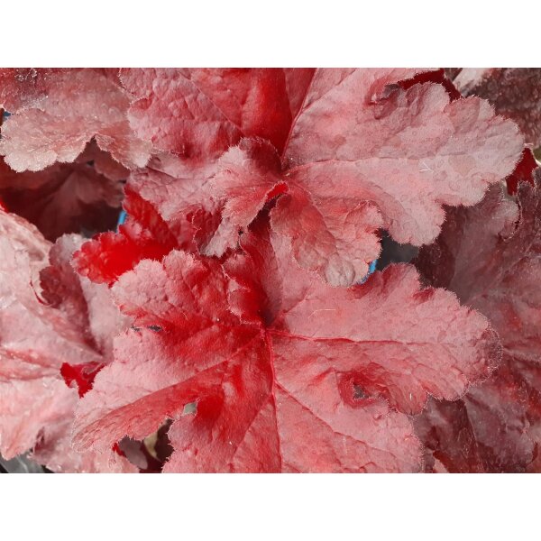 Purpurglöckchen (Heuchera), Sorte: Forever Red, im 12cm Topf