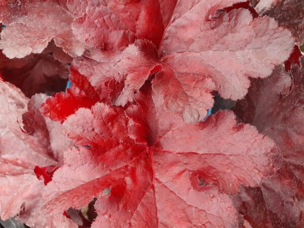 Purpurglöckchen (Heuchera), Sorte: Forever Red, im 12cm Topf