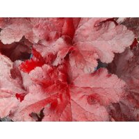 Purpurgl&ouml;ckchen (Heuchera), Sorte: Forever Red, im 12cm Topf