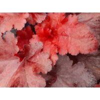 Purpurgl&ouml;ckchen (Heuchera), Sorte: Forever Red, im 12cm Topf