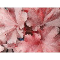 Purpurgl&ouml;ckchen (Heuchera), Sorte: Forever Red, im 12cm Topf