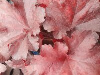 Purpurgl&ouml;ckchen (Heuchera), Sorte: Forever Red, im 12cm Topf