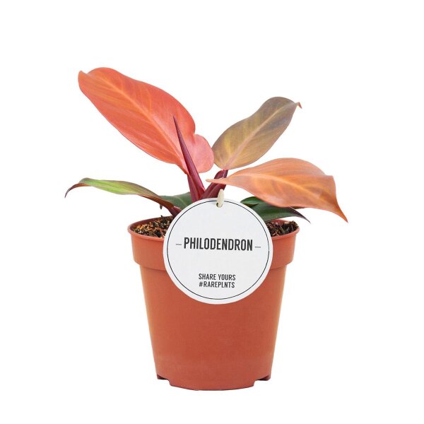 Philodendron, Sorte: McColleys Finale, im 12cm Topf, ca. 25cm hoch