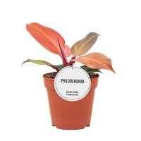 Philodendron, Sorte: McColleys Finale, im 12cm Topf, ca....