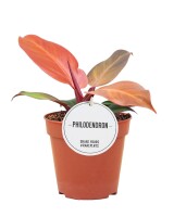 Philodendron, Sorte: McColleys Finale, im 12cm Topf, ca....