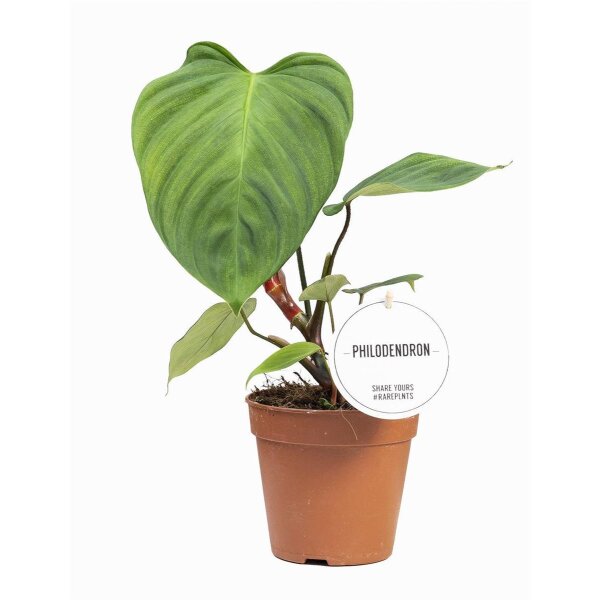 Philodendron, Sorte: Fuzzy Petiole, im 12cm Topf, ca. 30cm hoch