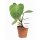 Philodendron, Sorte: Fuzzy Petiole, im 12cm Topf, ca. 30cm hoch