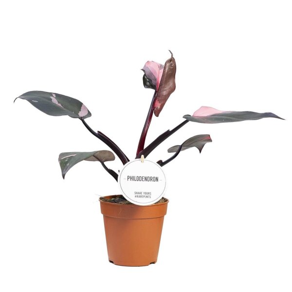 Philodendron, Sorte: Pink Princess, im 12cm Topf, ca. 30cm hoch