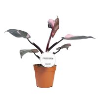 Philodendron, Sorte: Pink Princess, im 12cm Topf, ca....