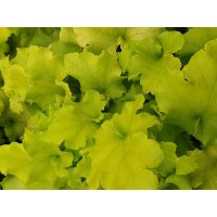 Purpurgl&ouml;ckchen (Heuchera), Sorte: Shiny, im 12cm Topf