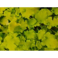 Purpurgl&ouml;ckchen (Heuchera), Sorte: Shiny, im 12cm Topf